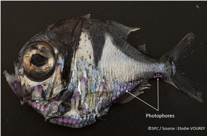 Une nouvelle espèce de poisson découverte en Nouvelle-Calédonie