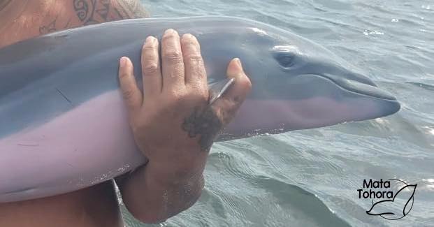 Le dauphin échoué dimanche à Mahina retrouvé mort