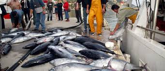 Des nations d'Asie-Pacifique veulent diviser par deux la pêche de jeunes thons rouges