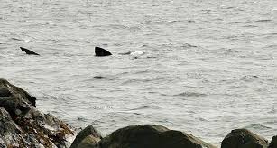 Un nageur tué par un requin non loin de Brisbane