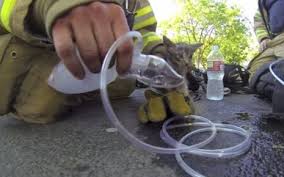 Un chat sauvé des flammes et réanimé par les pompiers à Berlin