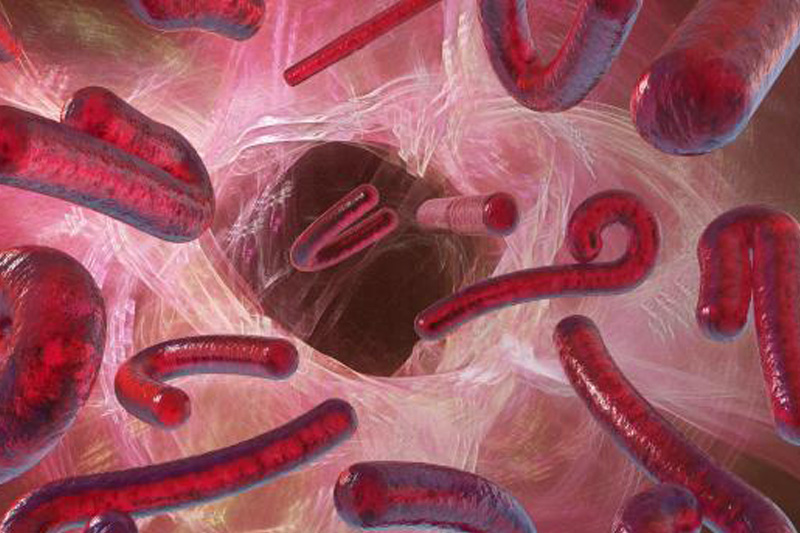 Ebola: tardive et difficile course aux traitements et vaccins