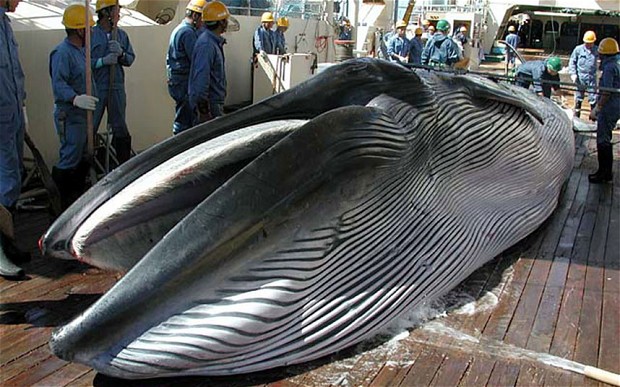 Les intentions du Japon et du Groënland au menu de la Commission baleinière