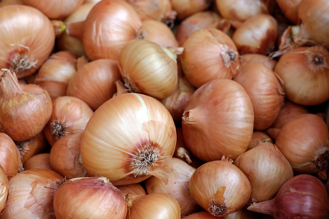 Onion juice, a false remedy revealing inequalities in access to health in the United States