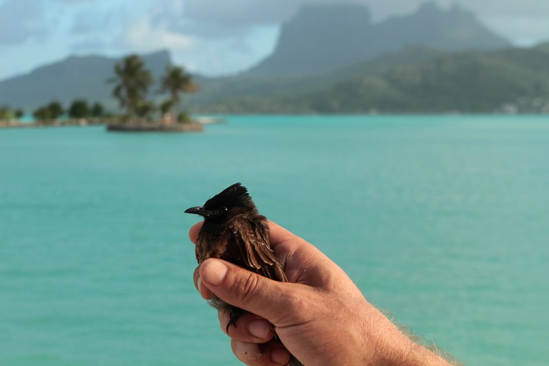 La Polynésie récompensée pour sa lutte contre l'introduction d'espèces d'invasives