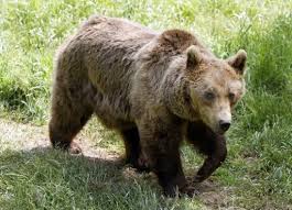 Pas d'implication humaine dans la mort de l'ours Balou