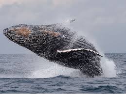 Le Gabon se pose en défenseur africain des baleines