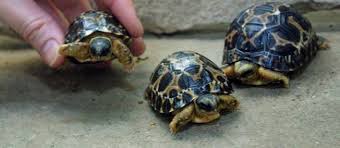 Le Pakistan remet à l'eau des tortues rares transportées en Chine par des braconniers