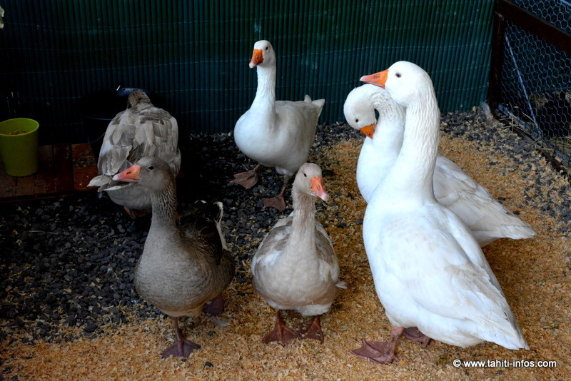 [PHOTOS] La Foire Agricole est lancée pour 10 jours