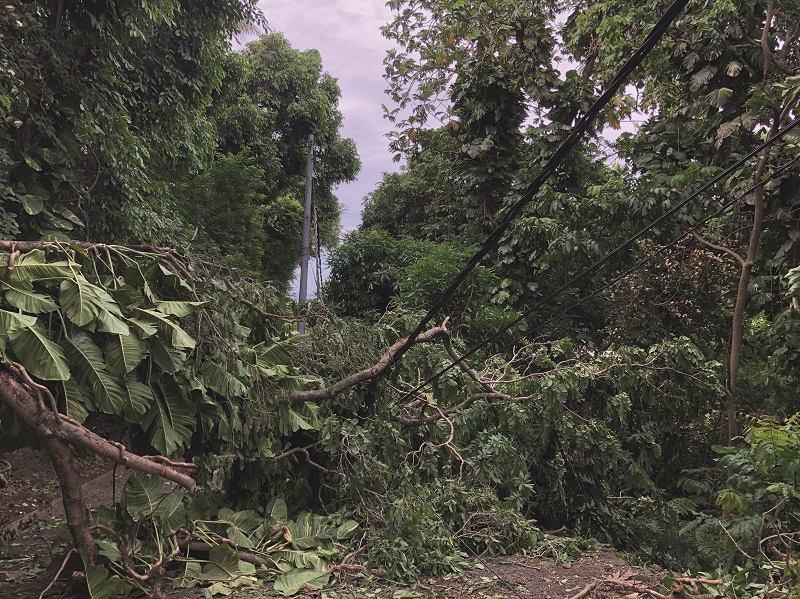 Des arbres tombés sur une ligne électrique à haute tension dans le quartier de Erima à Arue. Crédit photo: Guillaume Marchal.