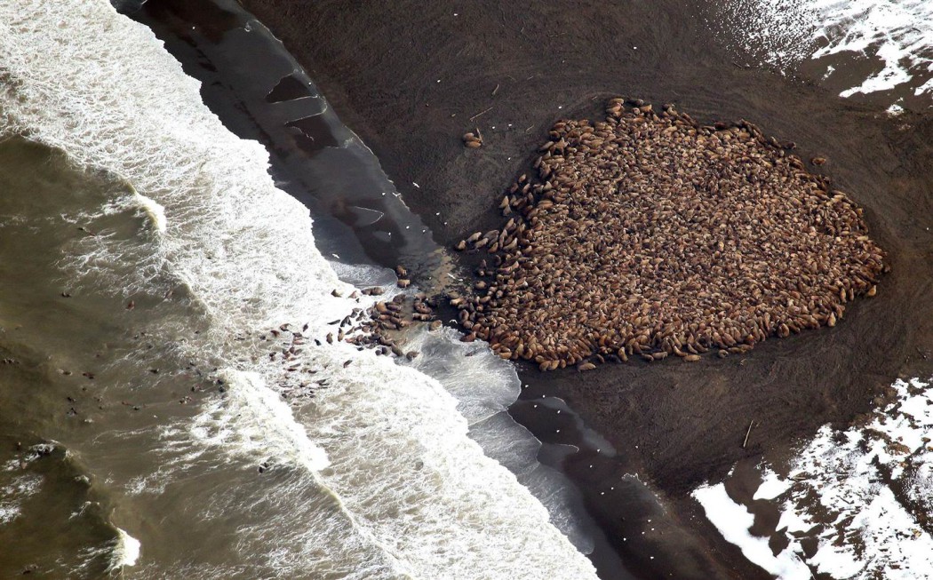 35.000 morses s'échouent en Alaska, le réchauffement climatique en cause