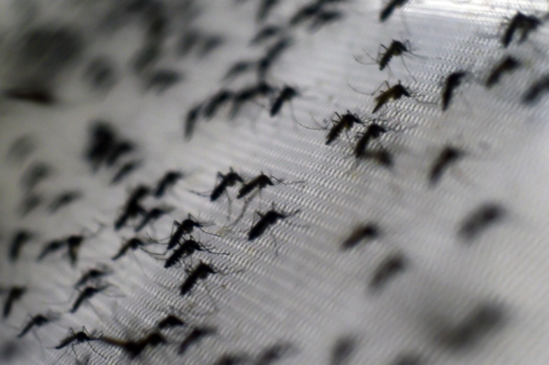 Brésil : lâcher de milliers de moustiques "vaccinés" contre la dengue à Rio