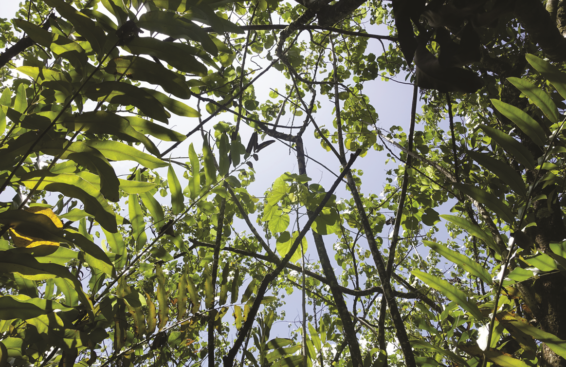 Canopéesub-mangrove. Crédit : Jean-Yves Meyer.