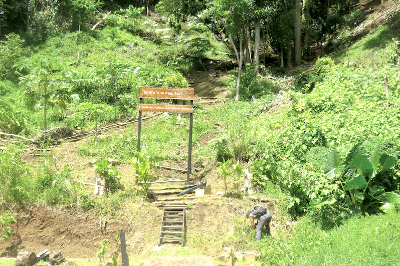 Le sentier des guetteurs, situé derrière le Fare Natura est un projet de transmission et de sauvegarde de la biodiversité porté par l'association Moorea biodiversté et l'écomusée. ©Toatane Rurua