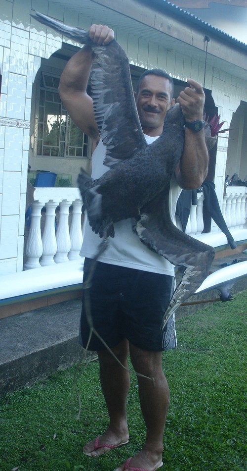 Le pétrel géant Record a été identifié : il vient de l'océan Austral