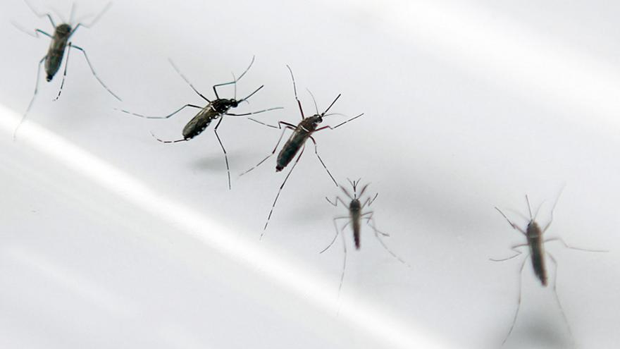 Le chikungunya s'installe en Polynésie française