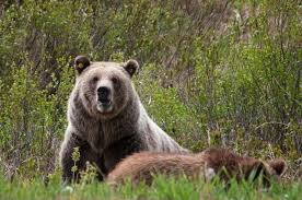 Un chasseur survit à l'attaque d'un grizzly...et aux balles de son sauveteur