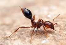Lutte contre l’infestation de la petite fourmi de feu : plan d’action à Tahiti, Moorea et Rurutu
