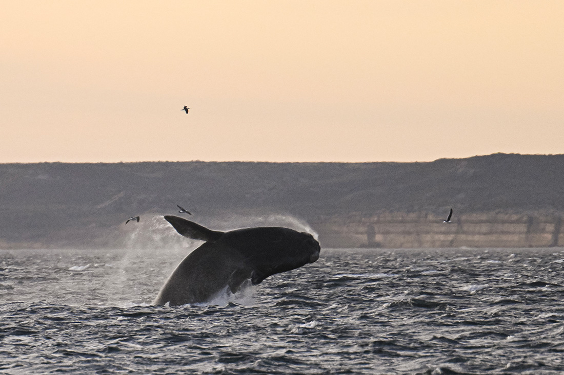 Crédit Luis ROBAYO / AFP