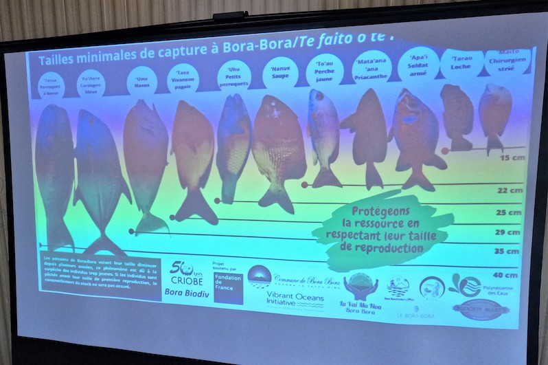 Les poissons se font plus rares à Bora Bora
