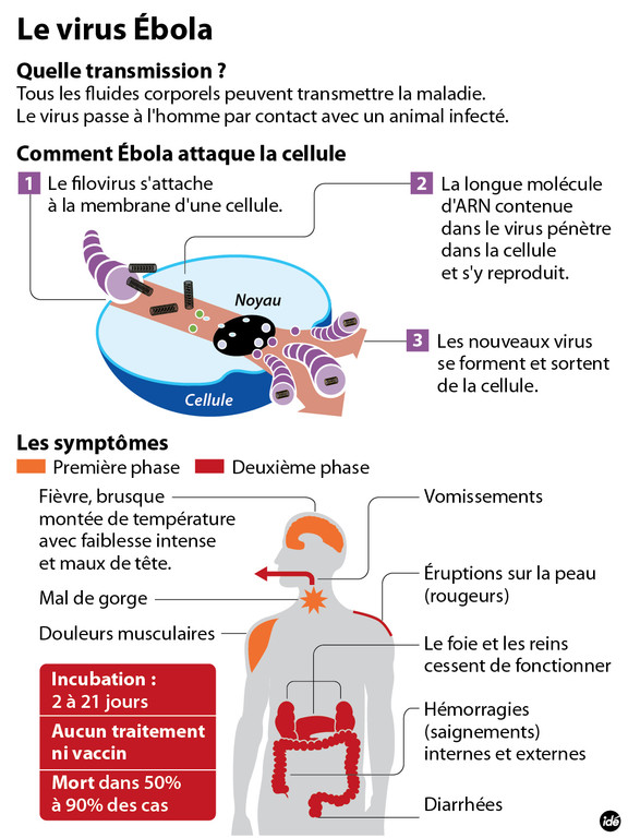 Ebola: cinq questions-clés sur un virus tueur