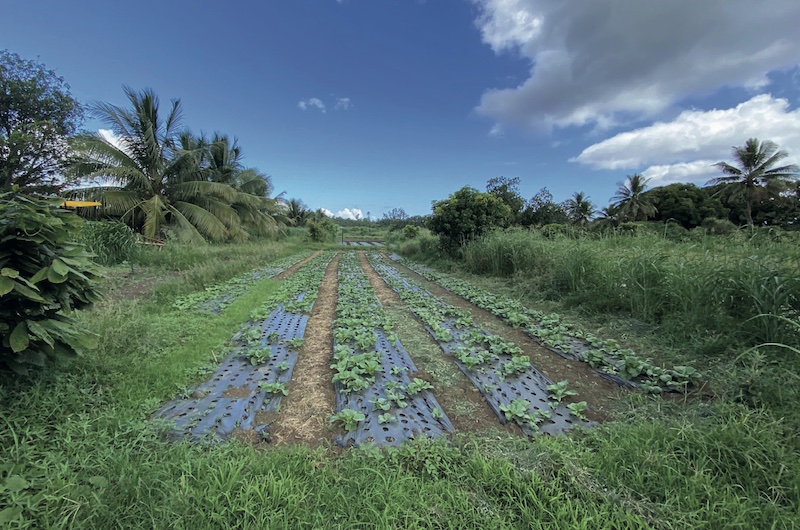 10 ha d'agrisolaire à Mataiea