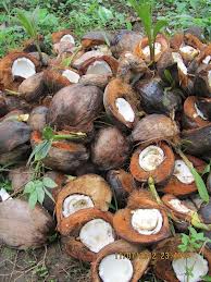 "La transition énergétique est possible en Polynésie"