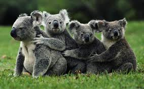 Australie: un vaccin chez les koalas frappés par les chlamydiae