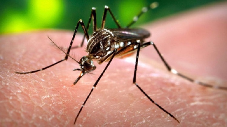 Continuer à lutter contre les moustiques pendant la Toussaint
