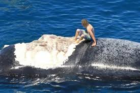 Un Australien s'excuse d'avoir "surfé" sur le cadavre d'une baleine