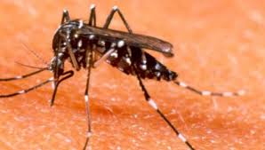 Premier cas importé de chikungunya en Nouvelle-Calédonie