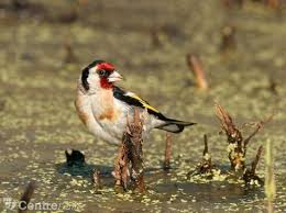 Un trafiquant d'oiseaux protégés sur internet confondu en Eure-et-Loir