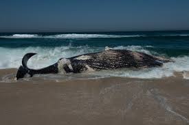 Une baleine d'une quinzaine de mètres échouée sur une plage de Camargue