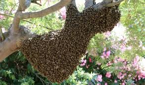 Hécatombe d'abeilles dans les Pyrénées: appel inédit aux dons d'essaims
