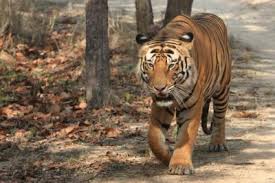 Chasse au tigre à proximité de Disneyland Paris