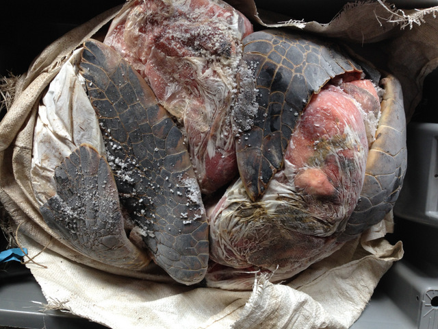 Les carcasses de tortues transitaient dans des glaciaires réfrigérées.