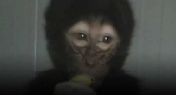 Pas de nouvelles du félin mais un singe retrouvé en région parisienne