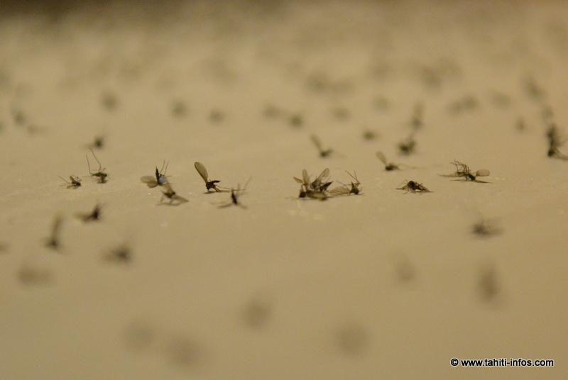 Les nuées de mouches des terreaux se propagent jusqu'à Punaauia