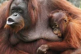 Les grands singes menacés par la culture de l'huile de palme en Asie et en Afrique