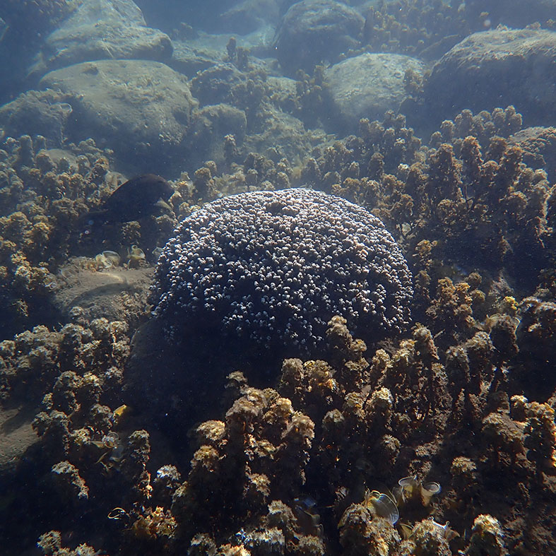 Les coraux présents au niveau de la base navale de Papeete. Crédit photo : Créocean.