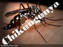 Chikungunya: près de 875.000 cas dans les Caraïbes et les Amériques