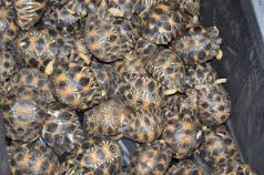 Vietnam: saisie d'un millier de tortues de mer trafiquées