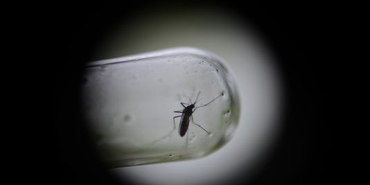 Chikungunya : un nourrisson de 8 jours et un octogénaire sont décédés
