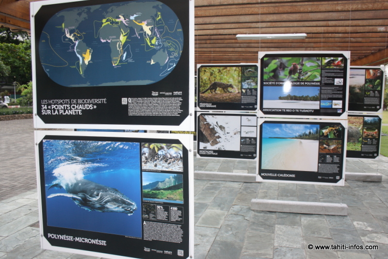 Les 34 merveilles du monde naturel en photos aux Jardins de Paofai