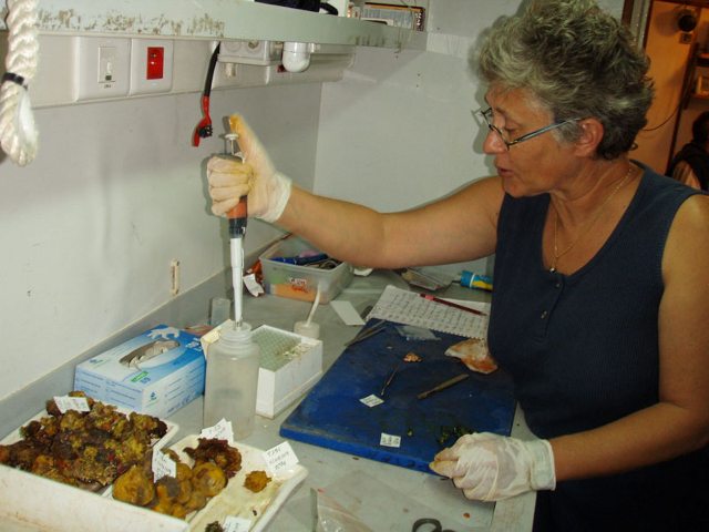 « Cent quatre-vingts espèces différentes d'éponges ont été répertoriées en Polynésie française», explique Cécile Debitus, directeur de recherche à l'Institut de recherche et de développement (IRD). « On en a répertorié 40 % de très rares. » ©IRD/S. Petek