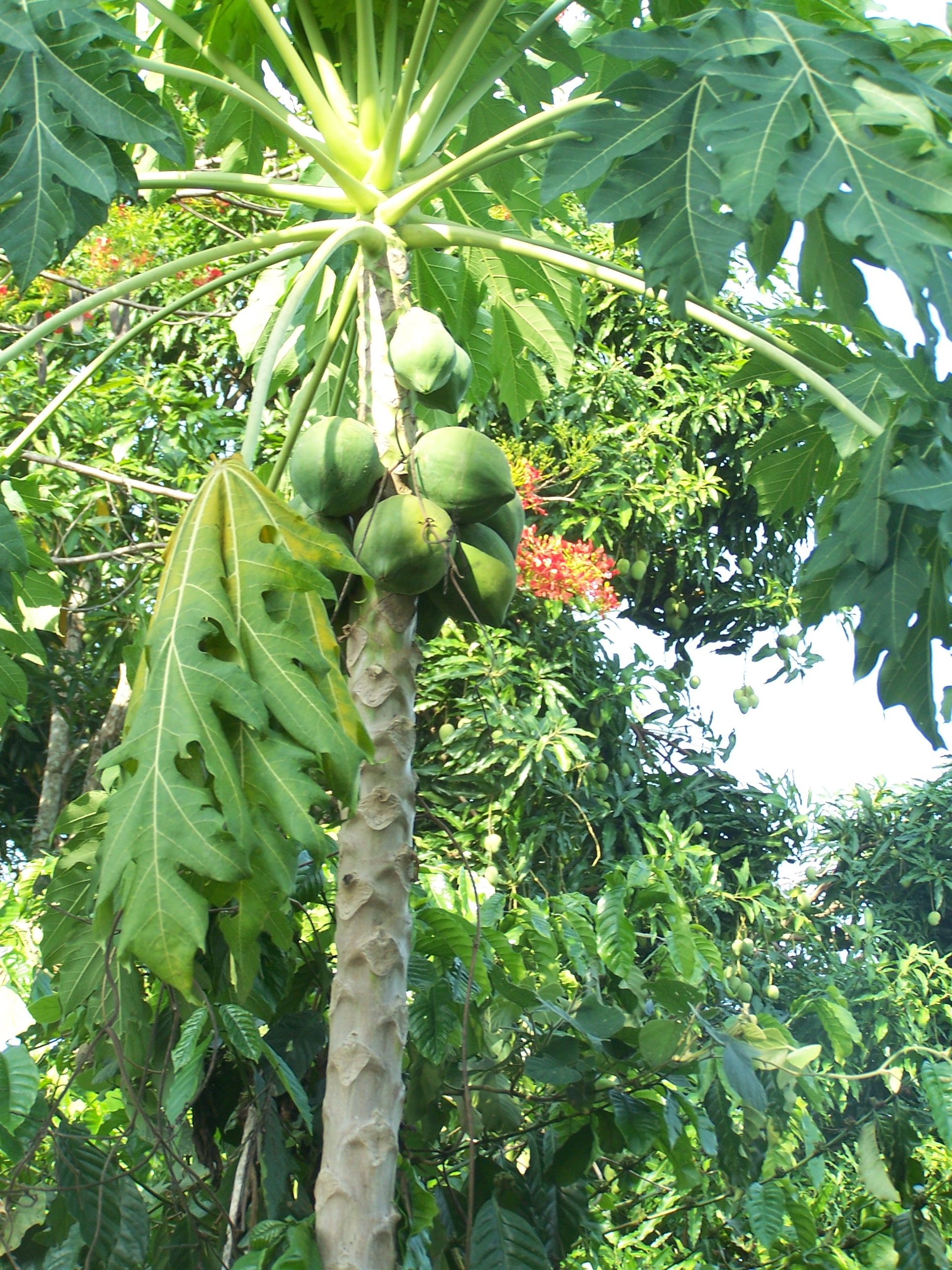 Chikungunya à la presqu’île : les feuilles de papayers, un remède miracle ?
