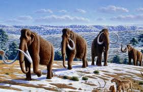 Les mastodontes ont disparu de l'Arctique avant l'arrivée des premiers humains