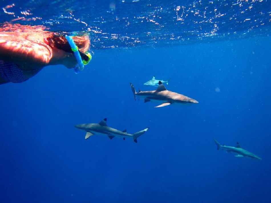 A Moorea, dans le lagon, de nombreux prestataires d'activités touristiques proposent une observation des raies attirées par du nourrissage artificiel. Dans leur sillage, les requins ne sont jamais très loin.