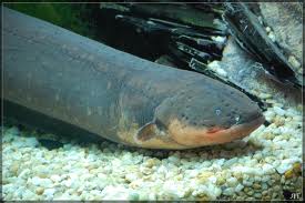 Les anguilles électriques agissent comme des Tasers