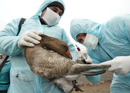 La France vulnérable face au retour de la grippe aviaire en Europe